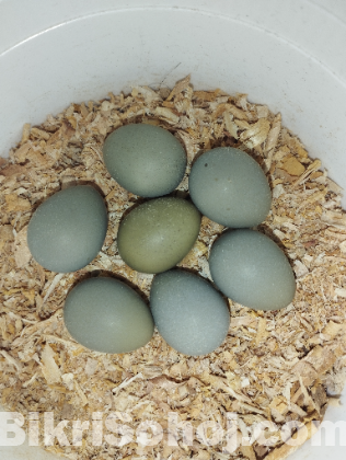 ক্লাসিক কিং কোয়েল পাখির মাস্টার পেয়ার(king quail)